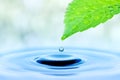 Drop of water falling from green leaf Royalty Free Stock Photo