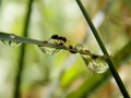 Rain drops and ant Royalty Free Stock Photo