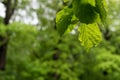 A drop of rain on a green leaf. Background of wet forest leaves