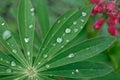 A drop of rain on a lupine close up. Lupine plant before flowers, green star shaped leaves. Royalty Free Stock Photo