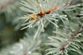 Drop of rain on the needles of the fir tree Royalty Free Stock Photo