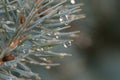 Drop of rain on the needles of the fir tree Royalty Free Stock Photo