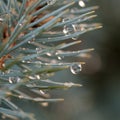 Drop of rain on the needles of the fir tree Royalty Free Stock Photo