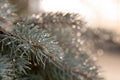 Drop of rain on the needles of the fir tree Royalty Free Stock Photo