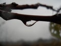 A drop of rain on the of spring branch Royalty Free Stock Photo