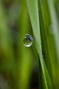 A drop of rain water hanging from the grass Royalty Free Stock Photo