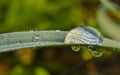 Drop of rain water hanging from the grass Royalty Free Stock Photo