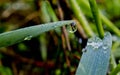 A drop of the rain water hanging from thegrass Royalty Free Stock Photo