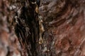 a drop of resin on the bark of a pine tree Royalty Free Stock Photo