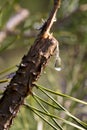 A drop of resin on a branch. Resin flows from a pine branch. Closeup view of a drop of resin Royalty Free Stock Photo