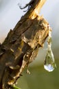 A drop of resin on a branch. Resin flows from a pine branch. Closeup view of a drop of resin Royalty Free Stock Photo