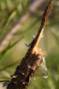 A drop of resin on a branch. Resin flows from a pine branch. Closeup view of a drop of resin Royalty Free Stock Photo