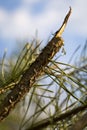 A drop of resin on a branch. Resin flows from a pine branch. Closeup view of a drop of resin Royalty Free Stock Photo