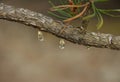 A drop of resin on a pine branch. Close up. Royalty Free Stock Photo