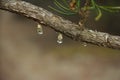 A drop of resin on a pine branch. Close up. Royalty Free Stock Photo