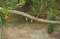 A drop of resin on a pine branch. Close up. Royalty Free Stock Photo
