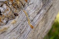 A drop of resin on a dried tree of gray color, orange resin flowing from Royalty Free Stock Photo