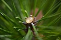 A drop of resin on a pine branch Royalty Free Stock Photo