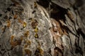 Drop of resin on pine tree closeup Royalty Free Stock Photo