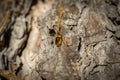 Drop of resin on pine tree closeup Royalty Free Stock Photo