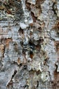 Drop of resin on pine tree. Royalty Free Stock Photo