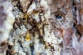 a drop of resin on the surface of a pine growing in the forest Royalty Free Stock Photo