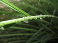 Macro drops on the green trailing II