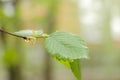 A drop of spring rain on a branch with a green leaf. Spring in the forest. Rain in the spring. Drops on the tree.