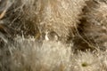 A drop on the texture of natural plant fibers reedmace Royalty Free Stock Photo