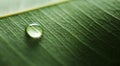 Drop of transparent rain water on a green leaf macro. Drop of dew in the morning glow in the sun. Leaf texture in nature. Royalty Free Stock Photo