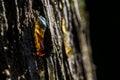 A drop of tree sap oozing out of an old tree trunk