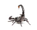 Drop of venom on the tail of a Emperor scorpion, Pandinus