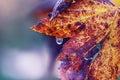Drop of water on autumn leaf Royalty Free Stock Photo