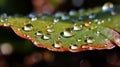 A drop of water balancing on the edge of a leaf. AI generated Royalty Free Stock Photo