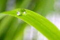 Drop of water on a blade of grass