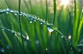 A drop of water on a blade of grass beautiful morning dew in the grass sparkles in the rays of sunlight free stock images.