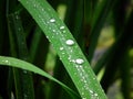 Drop of water on a blade of grass Royalty Free Stock Photo