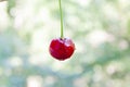 A drop of water on a cherry. Cherry. Ripe red cherry. Juicy summer cherry. Natural product. proper nutrition. Berry.