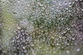 A drop of water on a cobweb. Blurred green background. Royalty Free Stock Photo