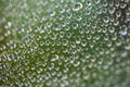 A drop of water on a cobweb. Blurred green background. Royalty Free Stock Photo