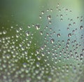 A drop of water on a cobweb. Blurred green background. Royalty Free Stock Photo