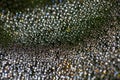 A drop of water on a cobweb. Blurred green background. Royalty Free Stock Photo