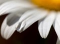 Drop of water on a daisy flower petal