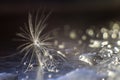 A drop of water on a dandelion. dandelion on a blue dark background with copy space Royalty Free Stock Photo