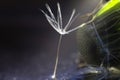 A drop of water on a dandelion. dandelion on a blue dark background Royalty Free Stock Photo