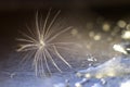 A drop of water on a dandelion. dandelion on a blue dark background Royalty Free Stock Photo