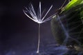 A drop of water on a dandelion. dandelion on a blue dark background Royalty Free Stock Photo