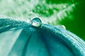 A drop of water dew on a fluffy feather close-up macro with sparkling bokeh on blue blurred background. Royalty Free Stock Photo