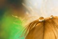 Drop water dew on the fluffy feather closeup with beautiful bokeh on green background. Romantic tender art image Royalty Free Stock Photo