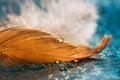 A drop of water or dew on a golden feather, an aquamarine background. Beautiful artistic image, abstract macro. Selective focus. Royalty Free Stock Photo